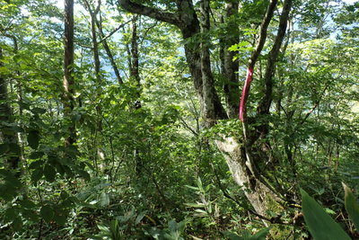 噂のピンクテープ