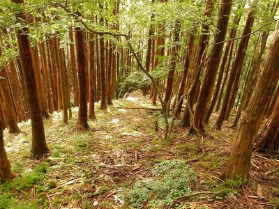 20190914-29.jpg (190.71 KiB) 閲覧された回数 7098 回 ワサビ谷右岸尾根芯の杣道