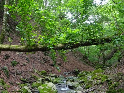 15693155825001.jpg (218.84 KiB) 閲覧された回数 6764 回 季節外れですが7月13日の写真