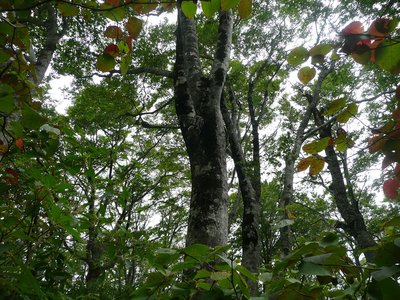 ブナ林.jpg (726.63 KiB) 閲覧された回数 4479 回 ブナ林