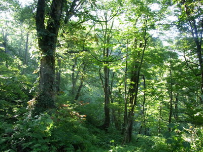 美しい森