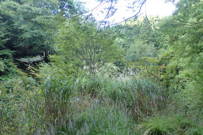 まさかこの向こうに橋があるとは・・・