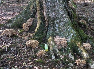 オマケ。いしんでんしんでふ。