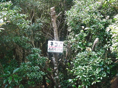 ネコ頭.JPG (305.87 KiB) 閲覧された回数 6746 回 ● ネコ頭、なんでネコ言うんだろうな?