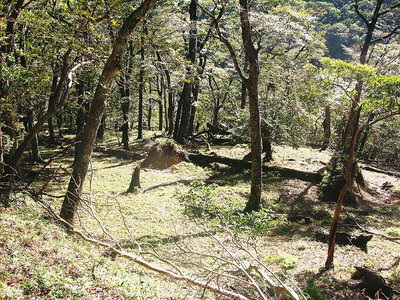 ● コバ、台高のブナは立派だなあ思う