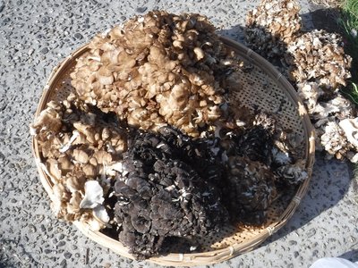 DSCF2468.JPG (364.24 KiB) 閲覧された回数 5511 回 マイタケ