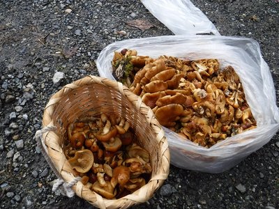 DSCF0456.JPG (364.64 KiB) 閲覧された回数 5511 回 ナメコ