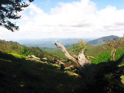 ● 枯木も山の賑わかし、人もまたシカリ