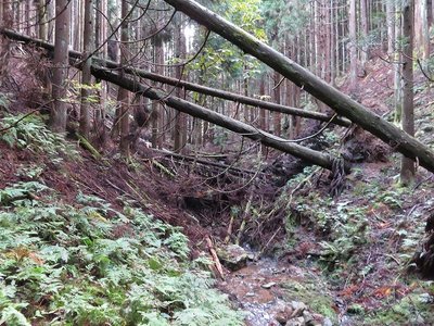 行詰まる。左の尾根へ登る