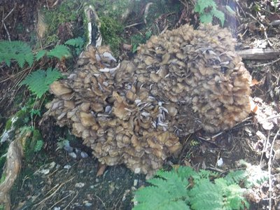 DSCF2465.JPG (307.79 KiB) 閲覧された回数 5474 回 マイタケ