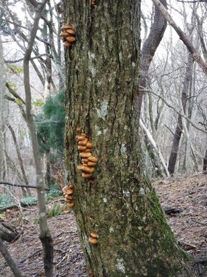 DSCF0452.JPG (367.1 KiB) 閲覧された回数 5474 回 ナメコ