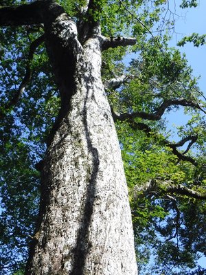 DSCF2467.JPG (432.17 KiB) 閲覧された回数 5438 回 ミズナラの大木