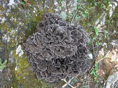 DSCF2463.JPG (375.53 KiB) 閲覧された回数 5438 回 黒マイタケ