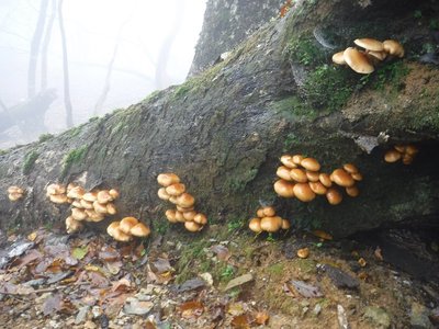 DSCF2476.JPG (287.94 KiB) 閲覧された回数 5391 回 昨日のナメコ