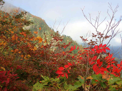 PA180027.jpg (98.36 KiB) 閲覧された回数 2332 回 ウルシの紅葉