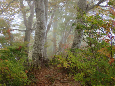 PA180078.jpg (111.02 KiB) 閲覧された回数 2335 回 ブナもあります