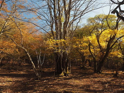上高地.jpg (216.08 KiB) 閲覧された回数 8609 回 人が去った鈴鹿の上高地のカツラの樹