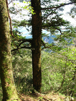 羽瀬尾銀山上部のモミノキ