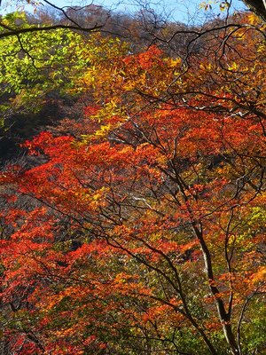 土倉岳南尾根の紅葉