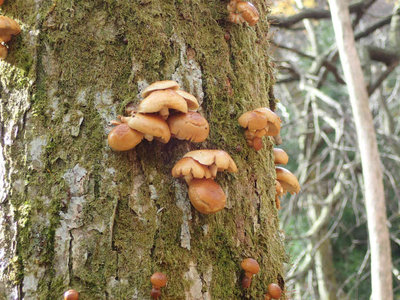 PB150013.jpg (103.3 KiB) 閲覧された回数 8644 回 秋の恵み