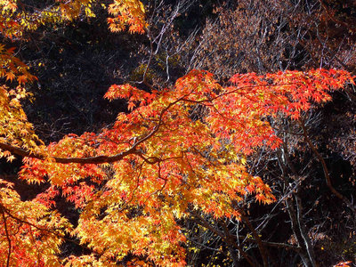 PB150023.jpg (177.43 KiB) 閲覧された回数 8639 回 クラ谷道沿いの紅葉
