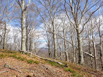 PB150039.jpg (158.58 KiB) 閲覧された回数 8643 回 七人山頂上付近