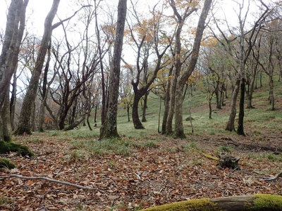 ヒトヨリノコバ