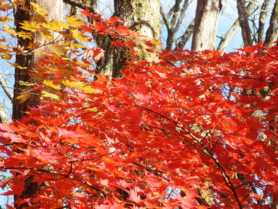 PB150066.jpg (141.37 KiB) 閲覧された回数 8643 回 郡界尾根の紅葉