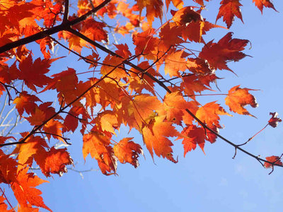 PB150073.jpg (90.97 KiB) 閲覧された回数 8644 回 ミネカエデ