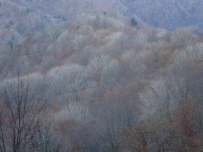 ブナの森.jpg (140.27 KiB) 閲覧された回数 5826 回 ブナの森が淡く浮かびあがる