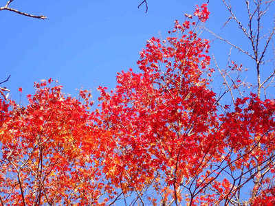 PB210006.jpg (159.16 KiB) 閲覧された回数 2201 回 オオモミジ