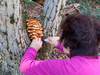 PB210034.jpg (94.49 KiB) 閲覧された回数 2202 回 滑ちゃんの収穫