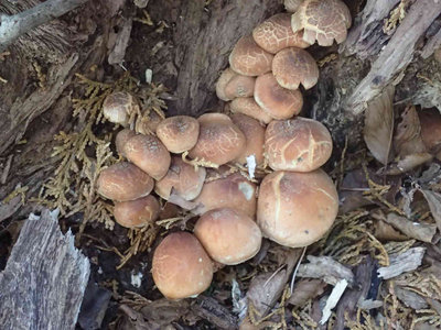 PB210037.jpg (80.92 KiB) 閲覧された回数 2202 回 クリタケ