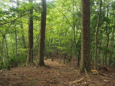 自然林の尾根.jpg