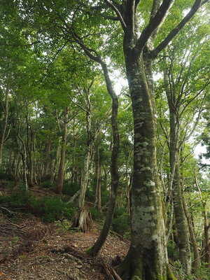 山毛欅の林に.jpg (219.08 KiB) 閲覧された回数 2918 回 山毛欅の林に