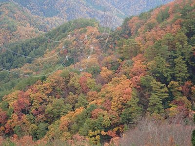 紅葉と鉄塔.jpg (207.64 KiB) 閲覧された回数 3305 回 紅葉あるところに鉄塔あり。もう鉄塔込みで構図考えます(福井側の鉄塔は、環境調和で茶色とのこと)