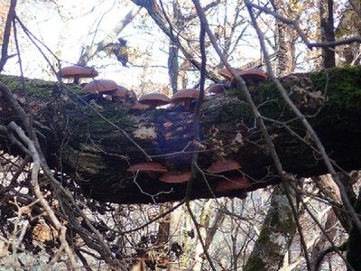 しいたけ.jpg (211.27 KiB) 閲覧された回数 3310 回 ニッポンの秋(©キンチョー)