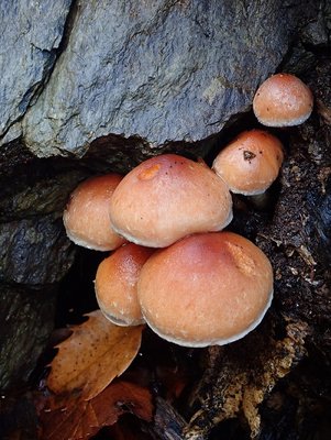 クリタケ.jpg (207.89 KiB) 閲覧された回数 3305 回 ホントに栗のようなかわいいキノコです