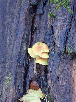 すぐ横には「ニガ」クリタケ。こちらは食べたら死にます