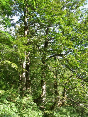 このトチは1本の木