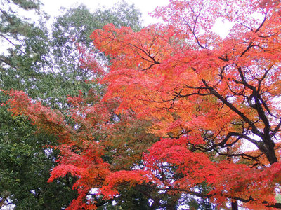 PB260064.jpg (154.32 KiB) 閲覧された回数 3343 回 奈良公園の紅葉