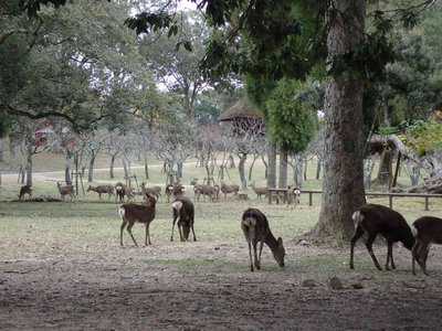 PB260067.jpg (101.57 KiB) 閲覧された回数 3343 回 暇そうに草を食む鹿たち