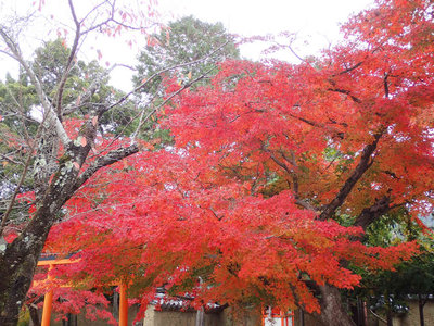 PB260078.jpg (125.63 KiB) 閲覧された回数 3344 回 新薬師寺