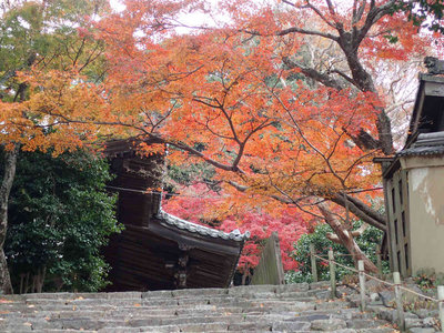 PB260095.jpg (126.83 KiB) 閲覧された回数 3343 回 白毫寺