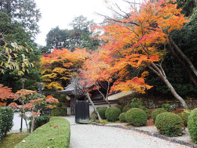 PB260110.jpg (128.95 KiB) 閲覧された回数 3344 回 円照寺