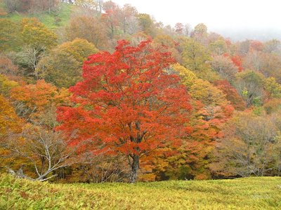 第3劇場の「わりばしの木」