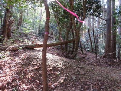 やっと北尾根道へ登りつきホッと
