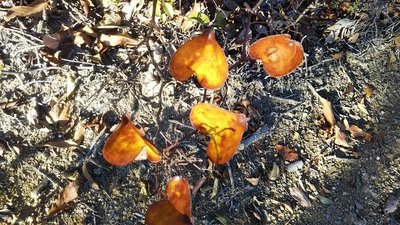 s-DSC_1530_resized_20191205_085504647.jpg (245.96 KiB) 閲覧された回数 2985 回 山帰来(サルトリイバラ)