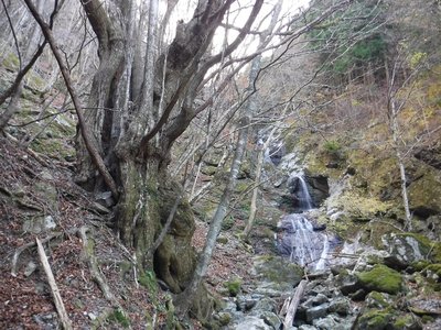 カツラの木と3段２５ｍ滝