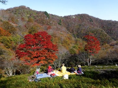 わりばしさんのカエデ